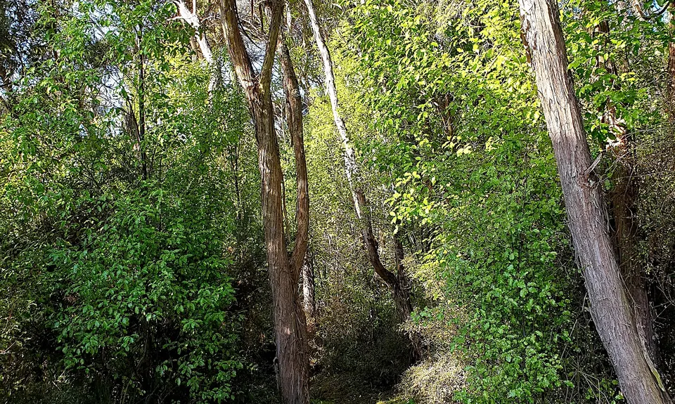 Kakahu Bush Reserve, Canterbury