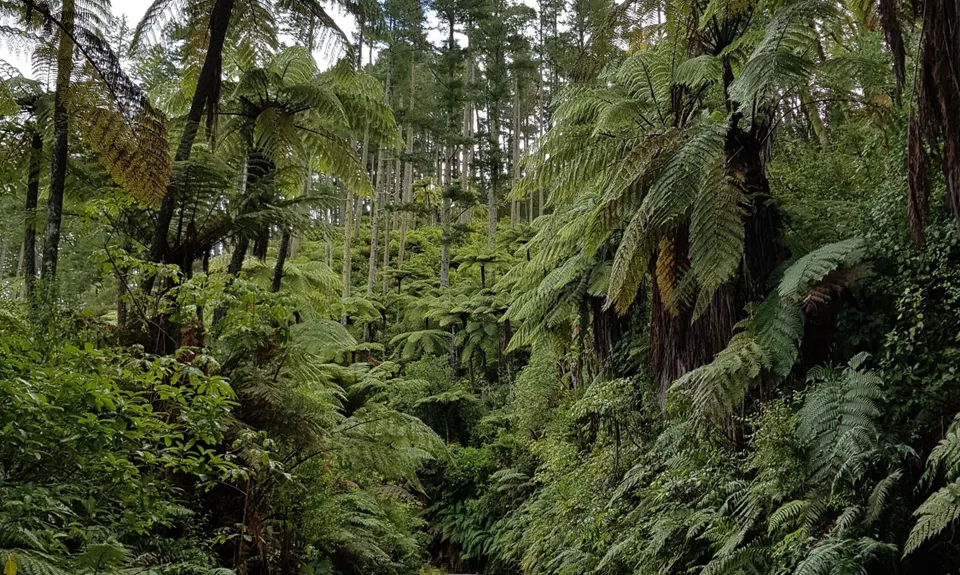 Blue and Green Lake Loops, Bay of Plenty
