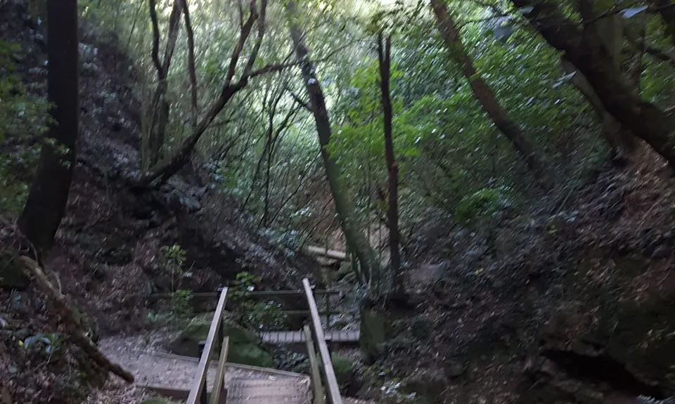 Tawa Loop - Manawatu Gorge, Manawatu - Wanganui