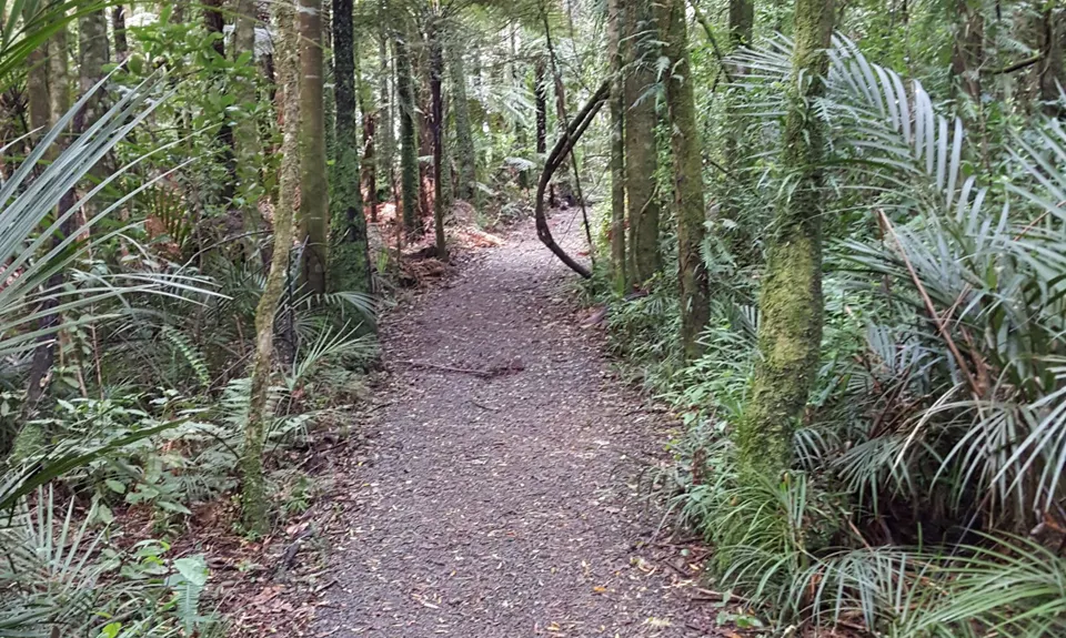 Bell Blast, Waikato