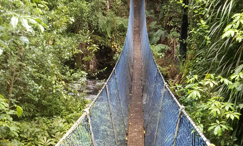 Bell Blast, Waikato