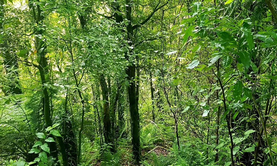Rotokare Loop-da-Loop, Taranaki