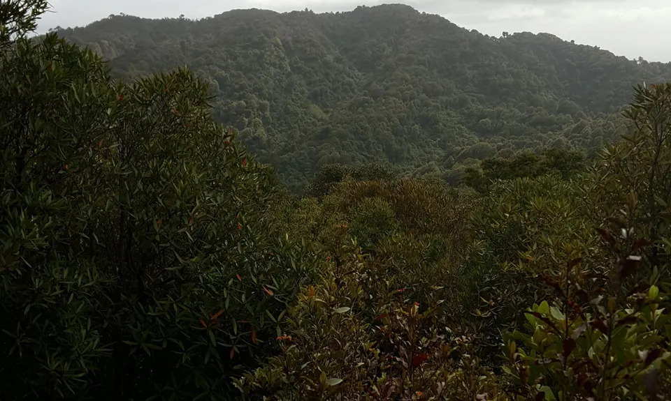 Maungatautari crazy 8, Waikato