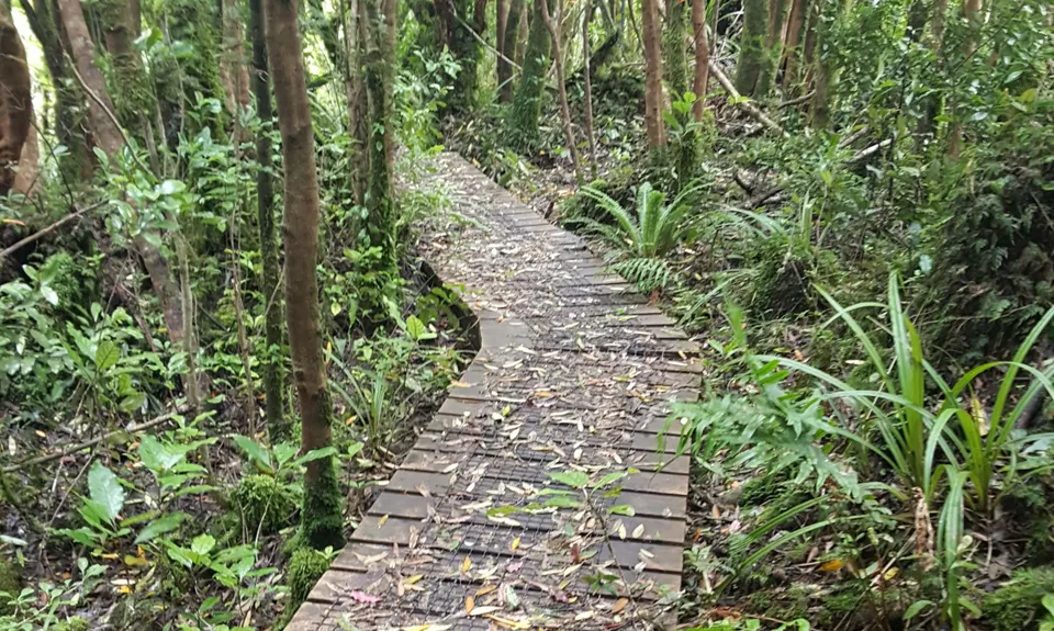 Maungatautari crazy 8, Waikato