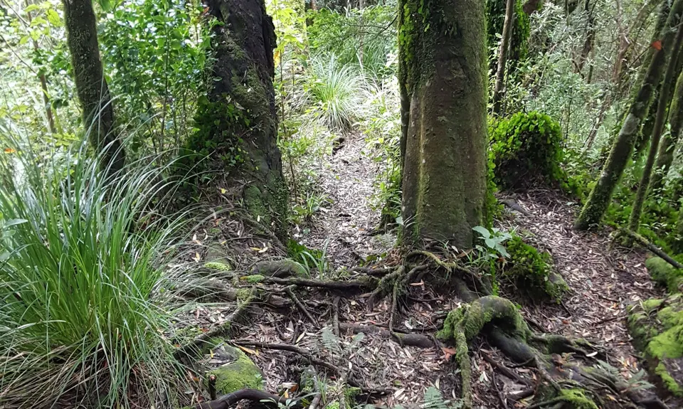 Maungatautari crazy 8, Waikato