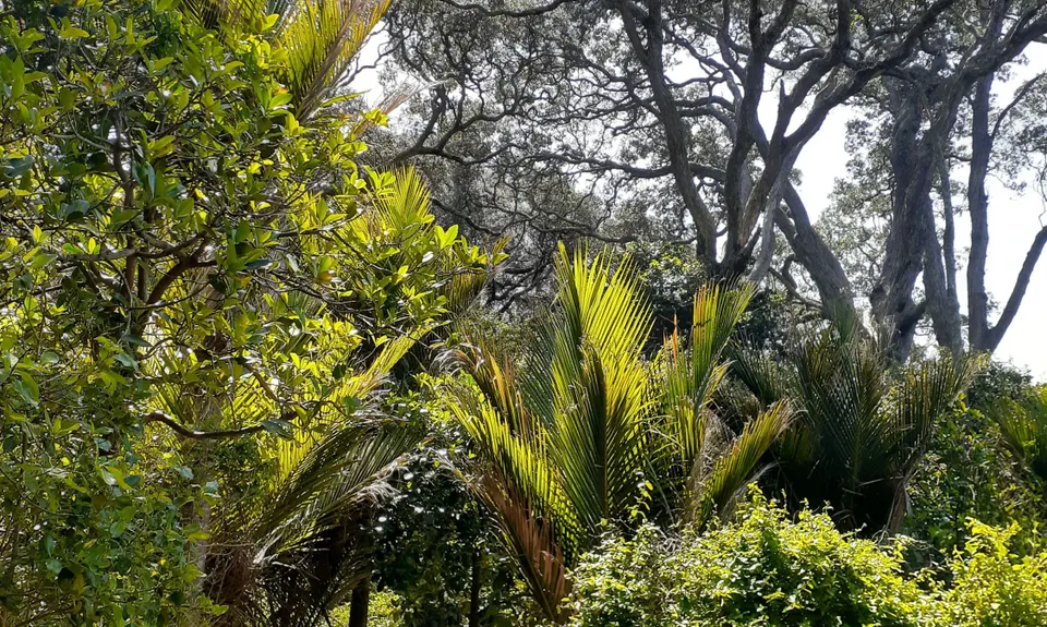 The Great OH Trail, Bay of Plenty