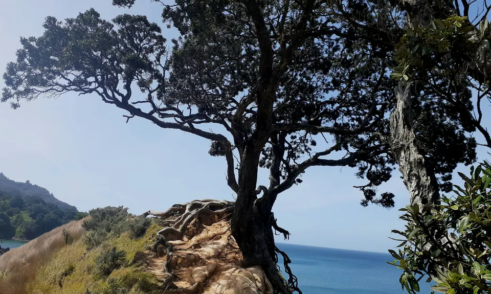 The Great OH Trail, Bay of Plenty