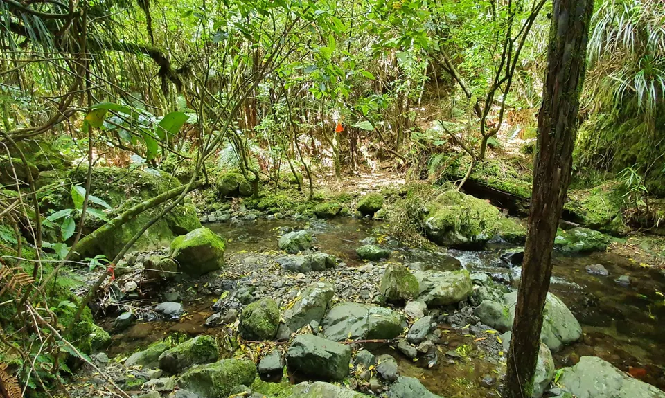 Arawaru Trig Loop, Manawatu - Wanganui