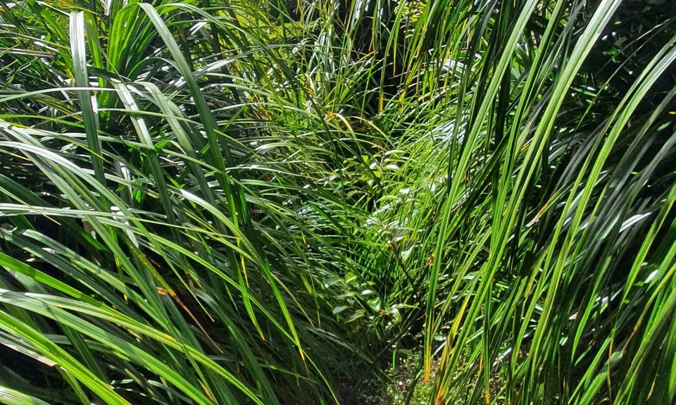 Arawaru Trig Loop, Manawatu - Wanganui
