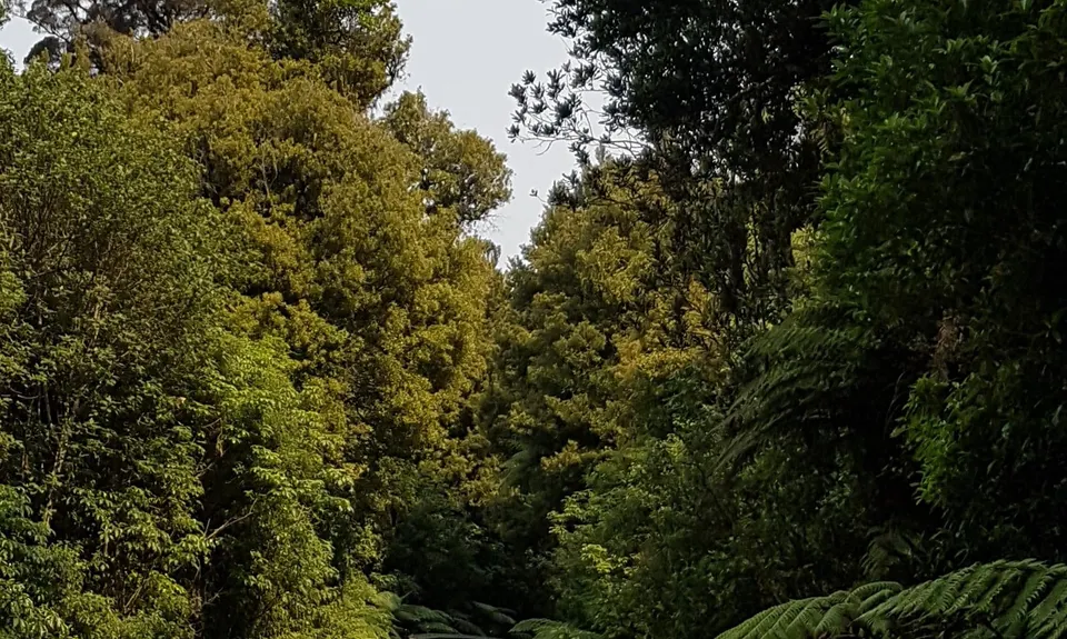 Maungatautari Sanctuary Mountain, Waikato