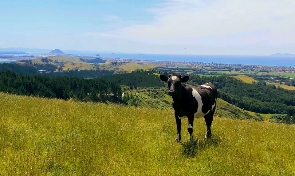 Papamoa Hills Outer Loop, Bay of Plenty