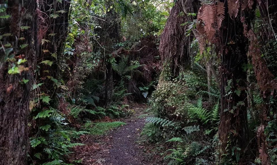 Mores Reserve Loop, Southland