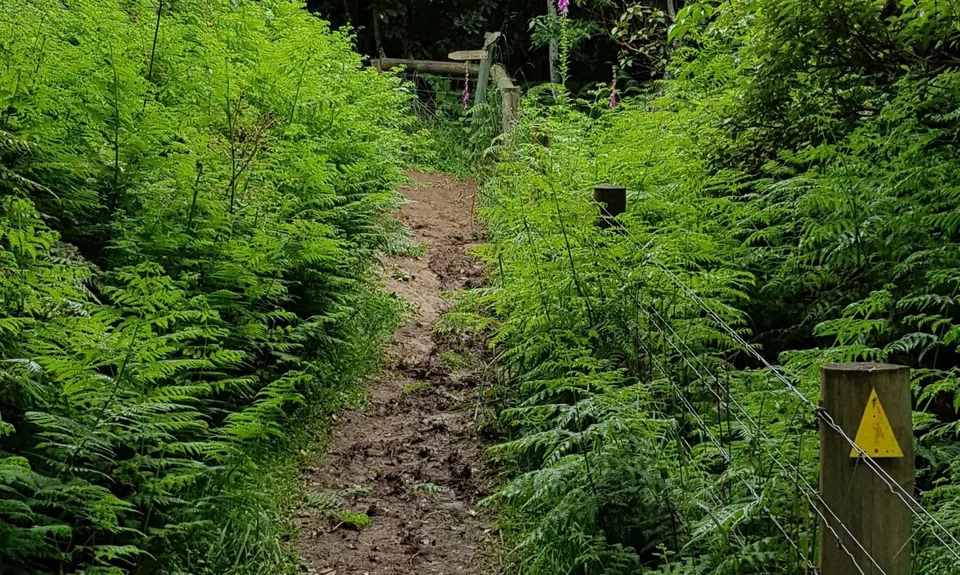 Mores Reserve Loop, Southland