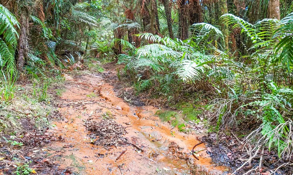 Henderson Tramline - Kaimai , Bay of Plenty