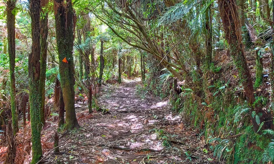 Henderson Tramline - Kaimai , Bay of Plenty