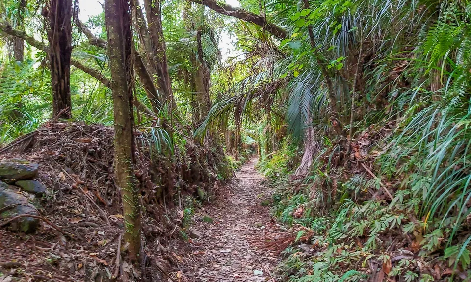 Wharekirauponga Track, Waikato