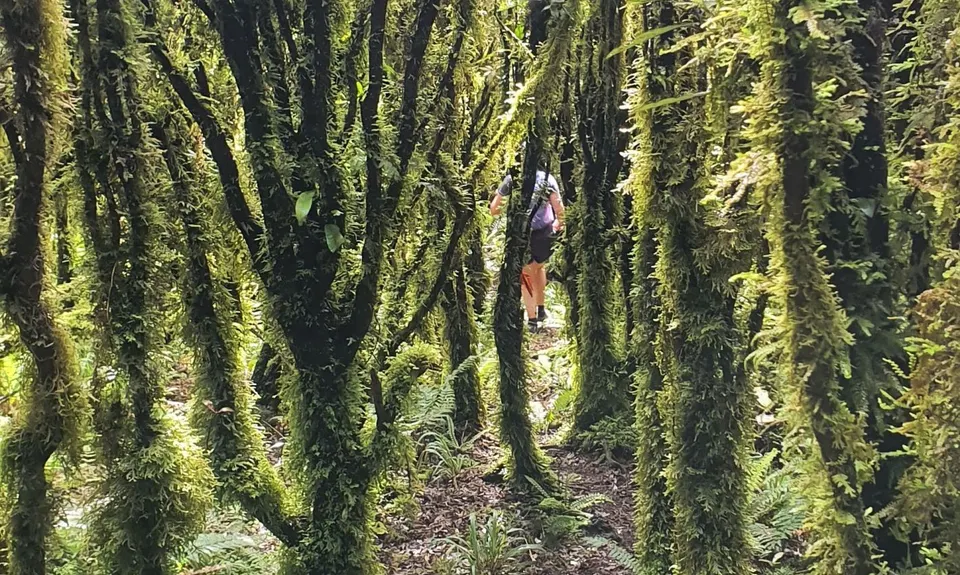 Arawaru Trig Loop, Manawatu - Wanganui