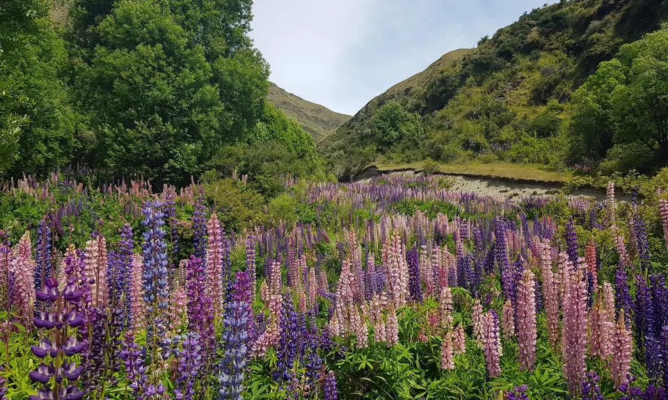 Big Hill Circuit, Otago