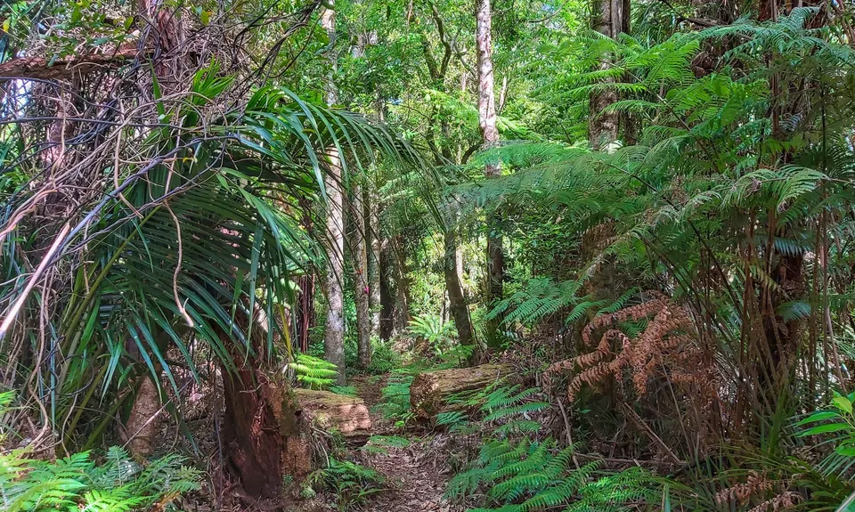Aongatete Loop, Bay of Plenty