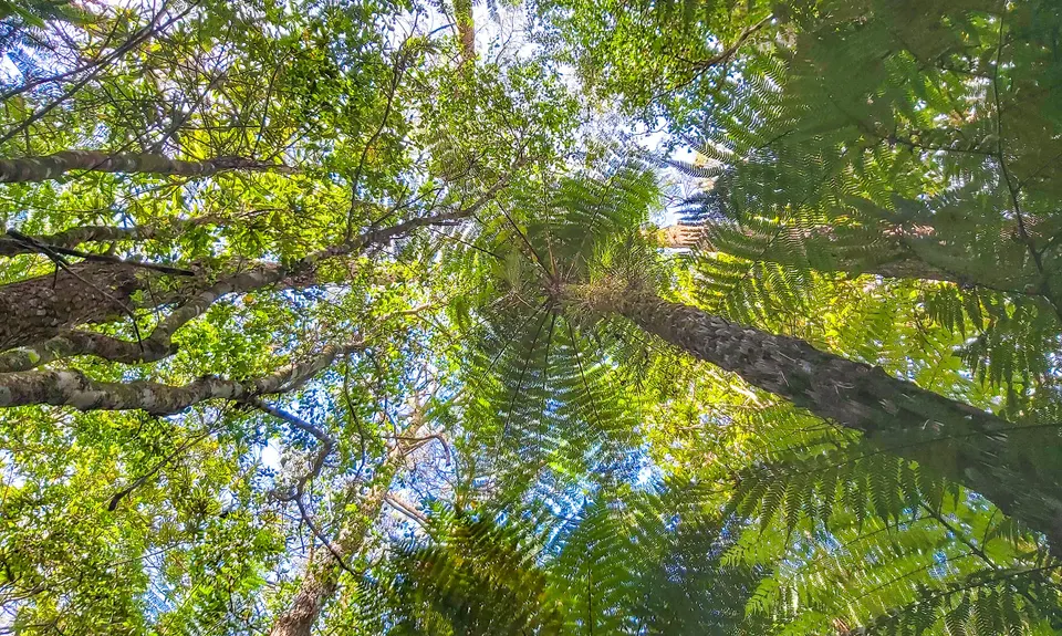 Ngamuwahine - Bobs Loop, Bay of Plenty