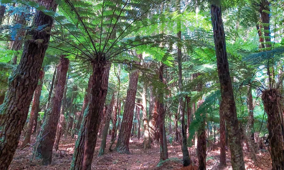 Ngamuwahine - Bobs Loop, Bay of Plenty