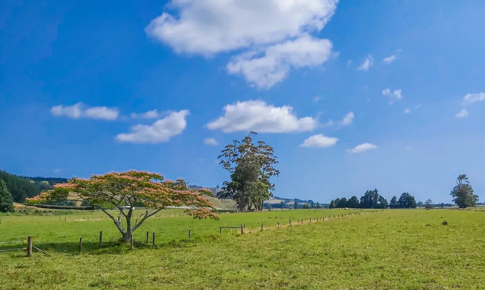 Otawa Lodge & Otawa Trig Loop, Bay of Plenty