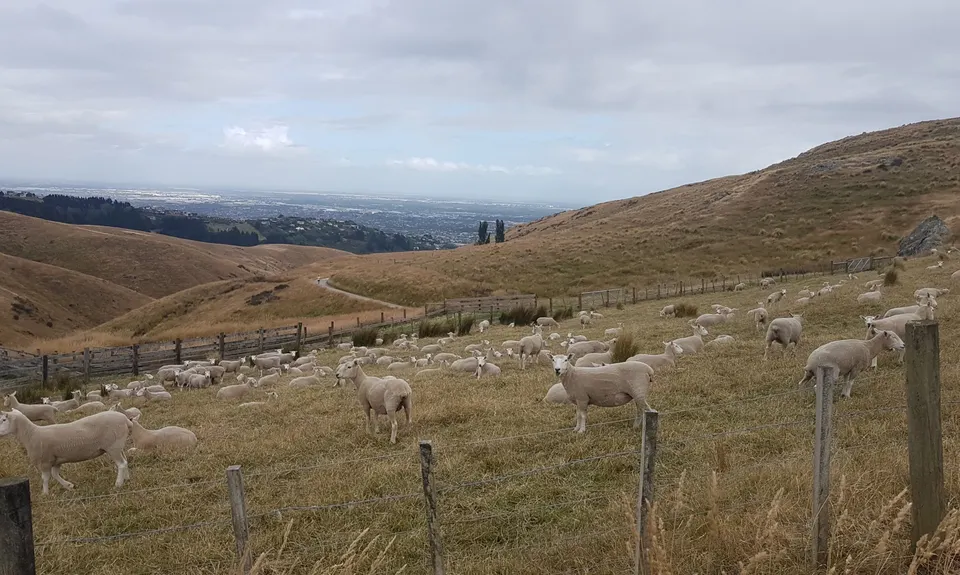 Montgomery Loop, Canterbury