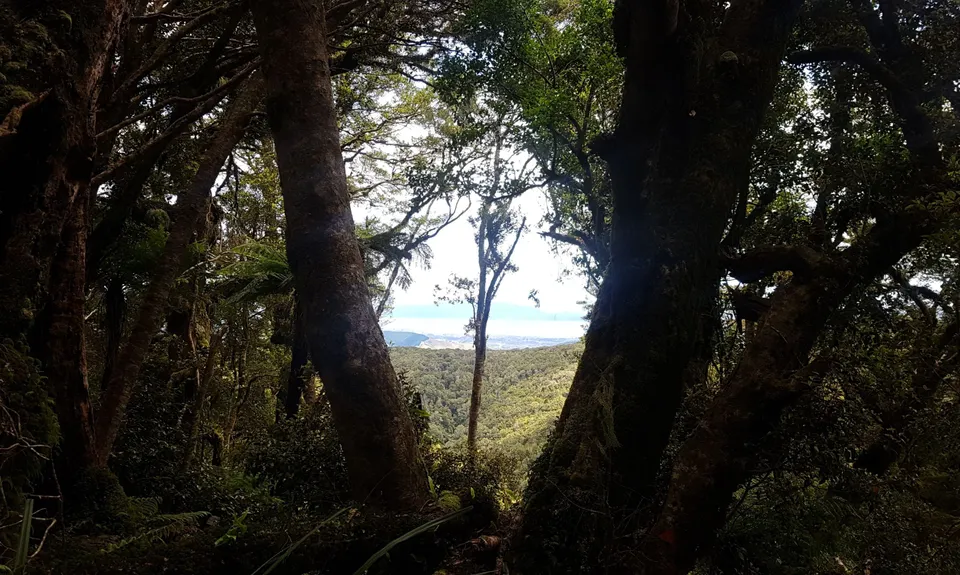 Kapakapanui Loop, Wellington