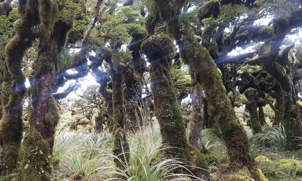 Kapakapanui Loop, Wellington