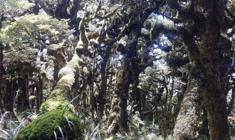 Kapakapanui Loop, Wellington