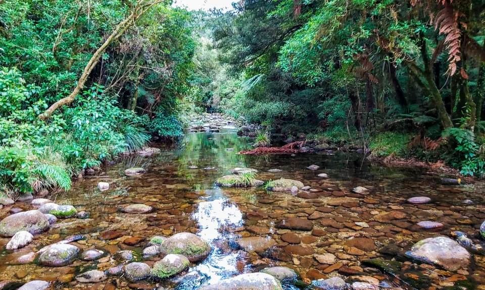 Rapurapu Kauri Track, Waikato