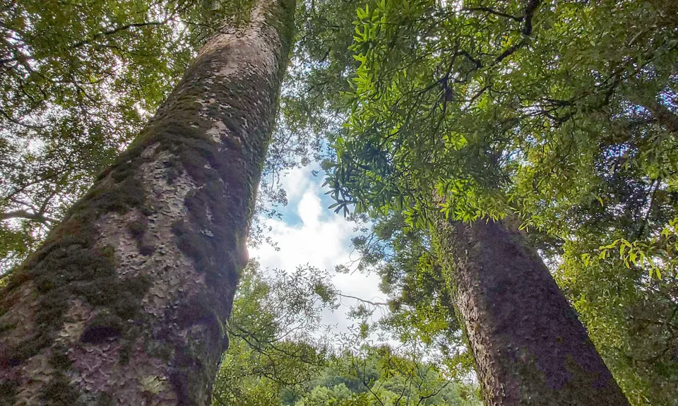 Rapurapu Kauri Track, Waikato