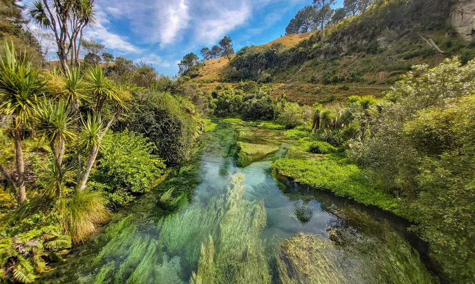 Te Waihou Walkway, Waikato
