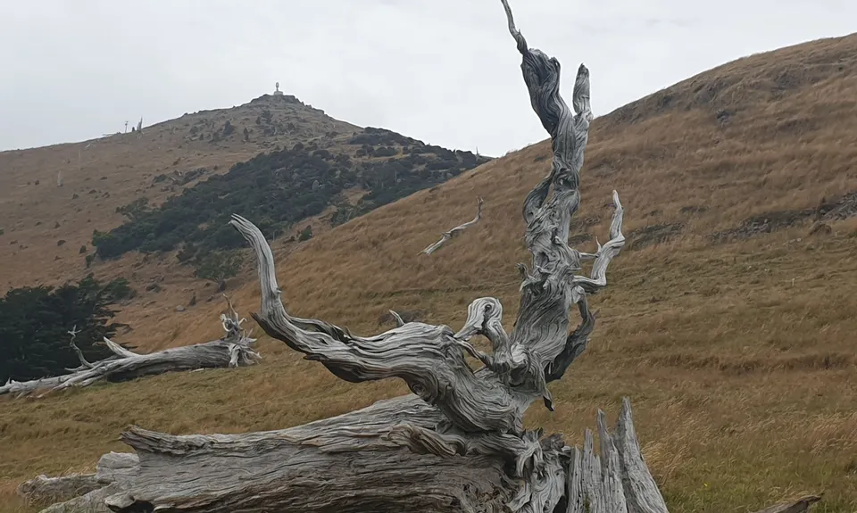 Okuti to Hilltop Amble, Canterbury