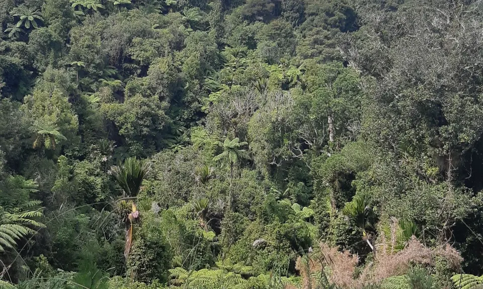Orum Road/Te Araroa loop, Auckland