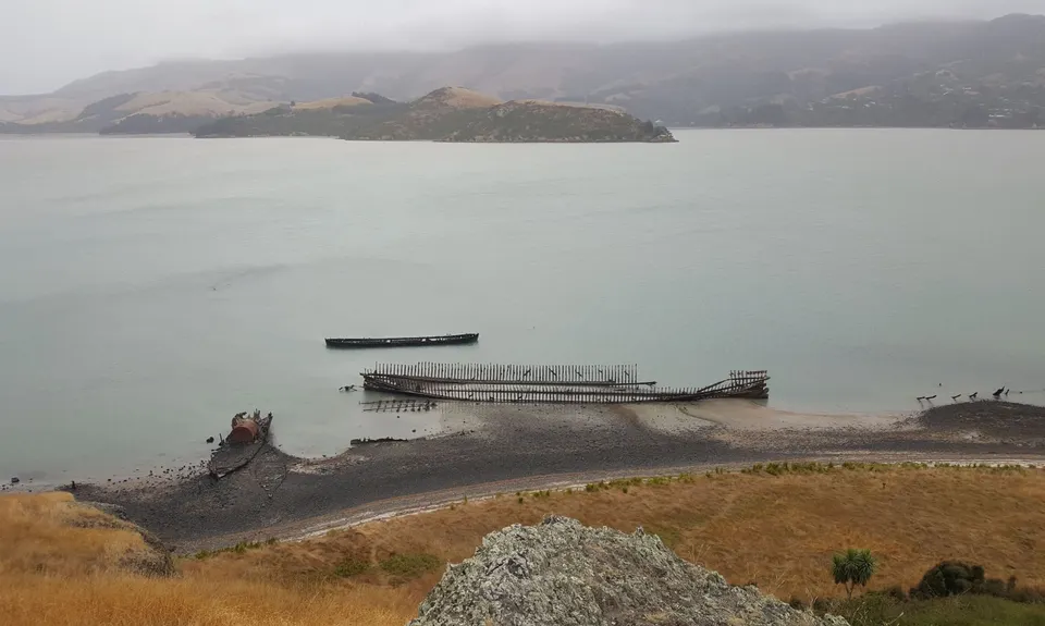 Quail Island Looping, Canterbury