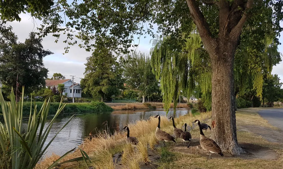 Heathcote Meander, Canterbury
