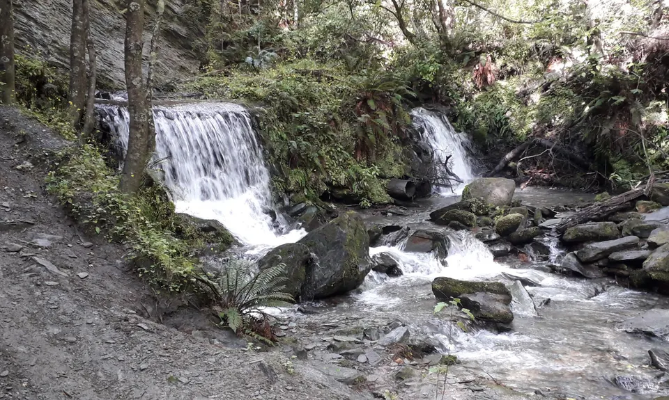 Bush Creek Banger and The Steiger!, Otago