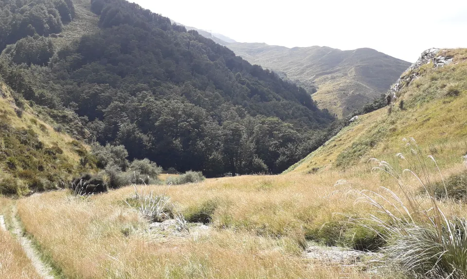 Bush Creek Banger and The Steiger!, Otago