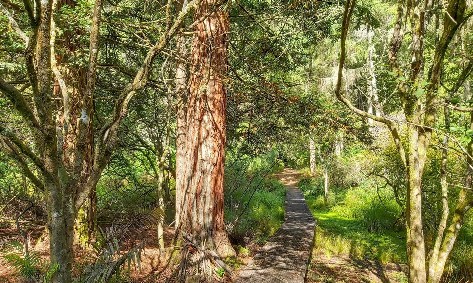 Pohaturoa Track, Bay of Plenty