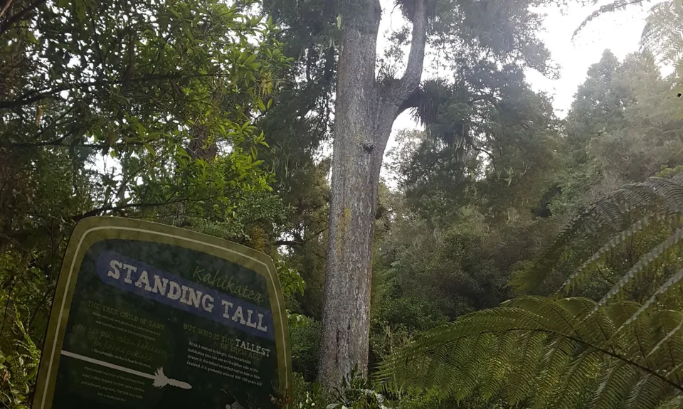 Bell Blast, Waikato