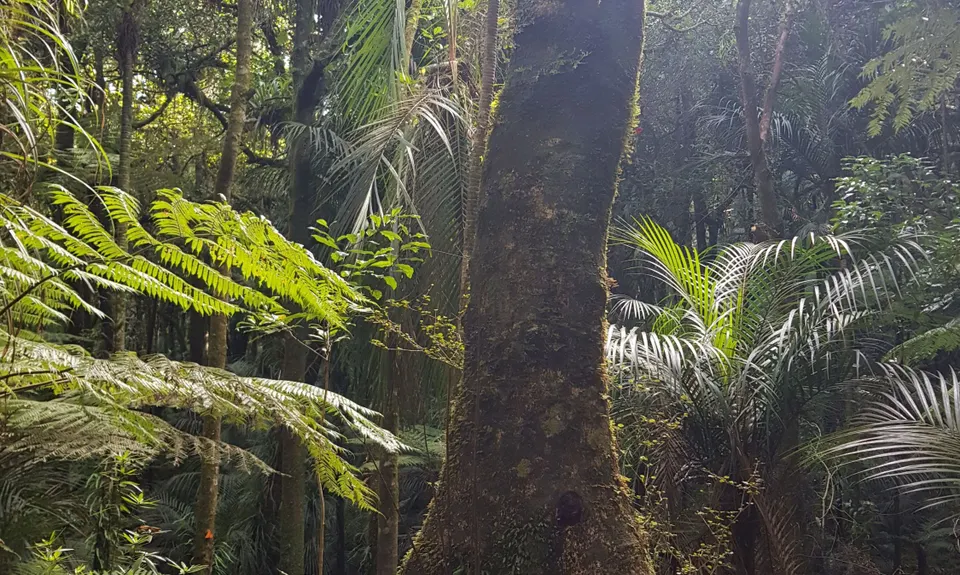 Taraire Ridge and Pukenui Loop, Northland