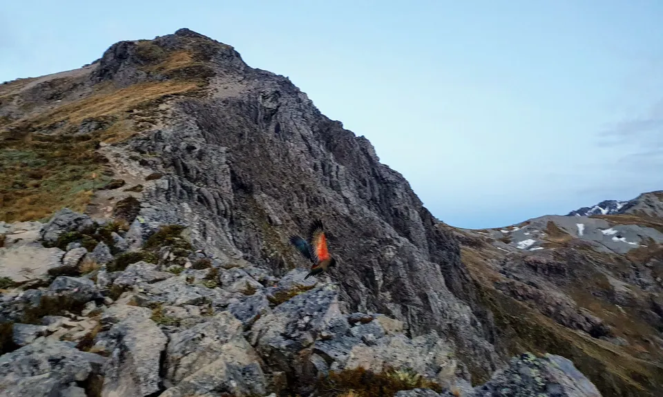 Avalanche Peak, Canterbury