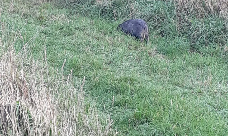 Tiromoana Track, Canterbury