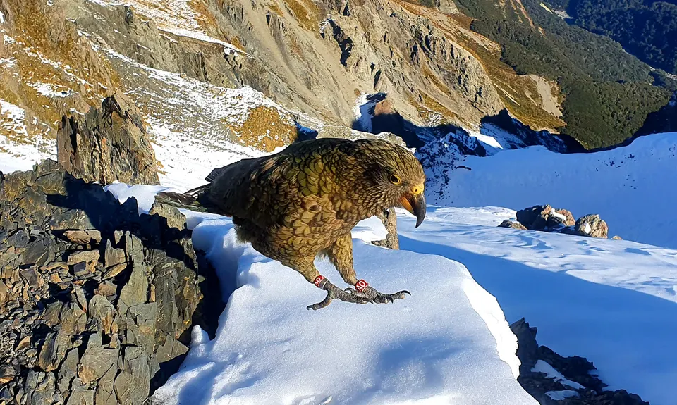 Avalanche Peak, Canterbury