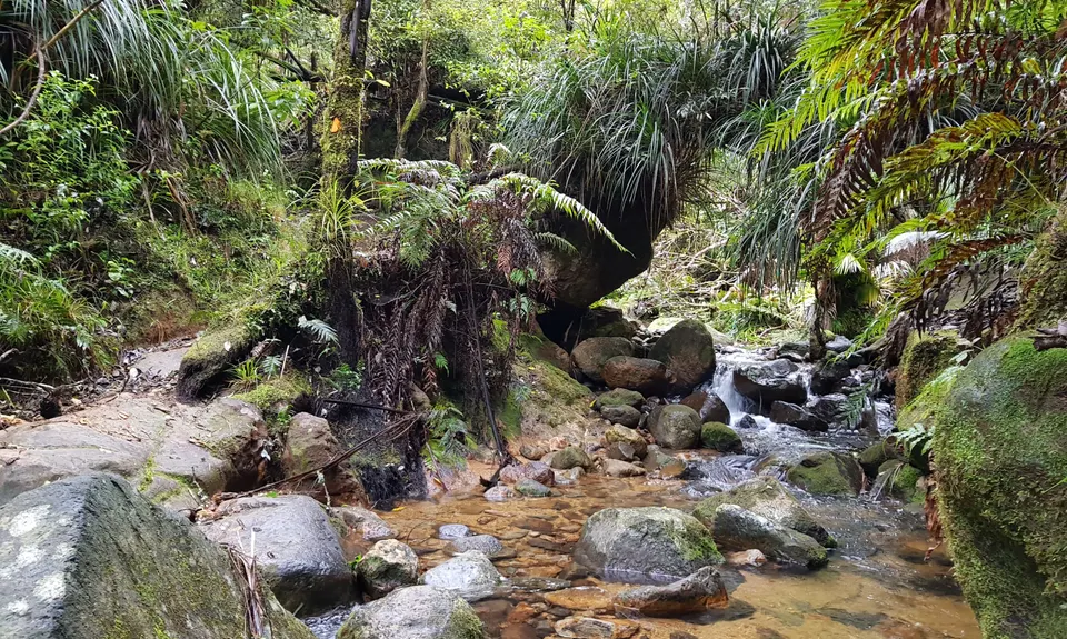 Karangahake Gold, Waikato