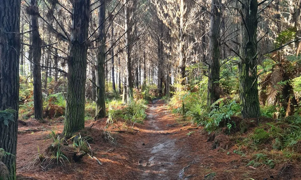Riverhead Rambling, Auckland