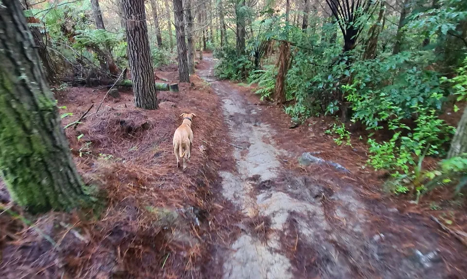 Riverhead Rambling, Auckland