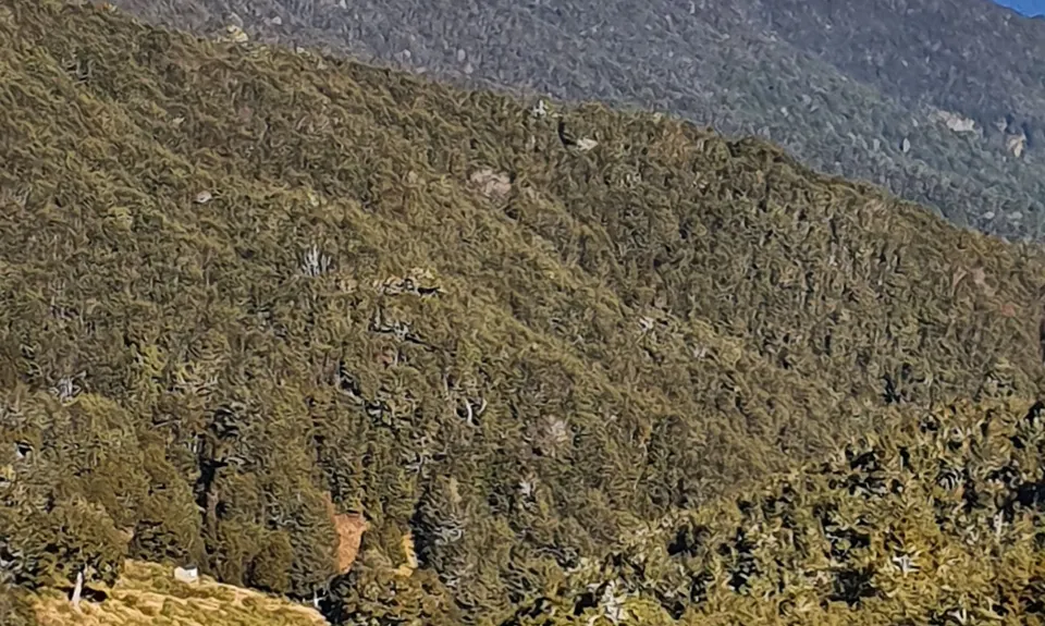Mole Jamieson Loop, Tasman