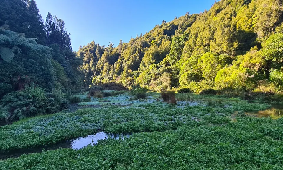 Belmont Tadpole Loop, Wellington